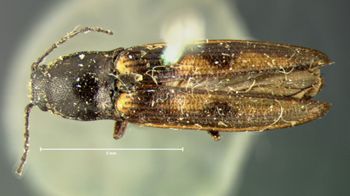 Media type: image;   Entomology 2586 Aspect: habitus dorsal view